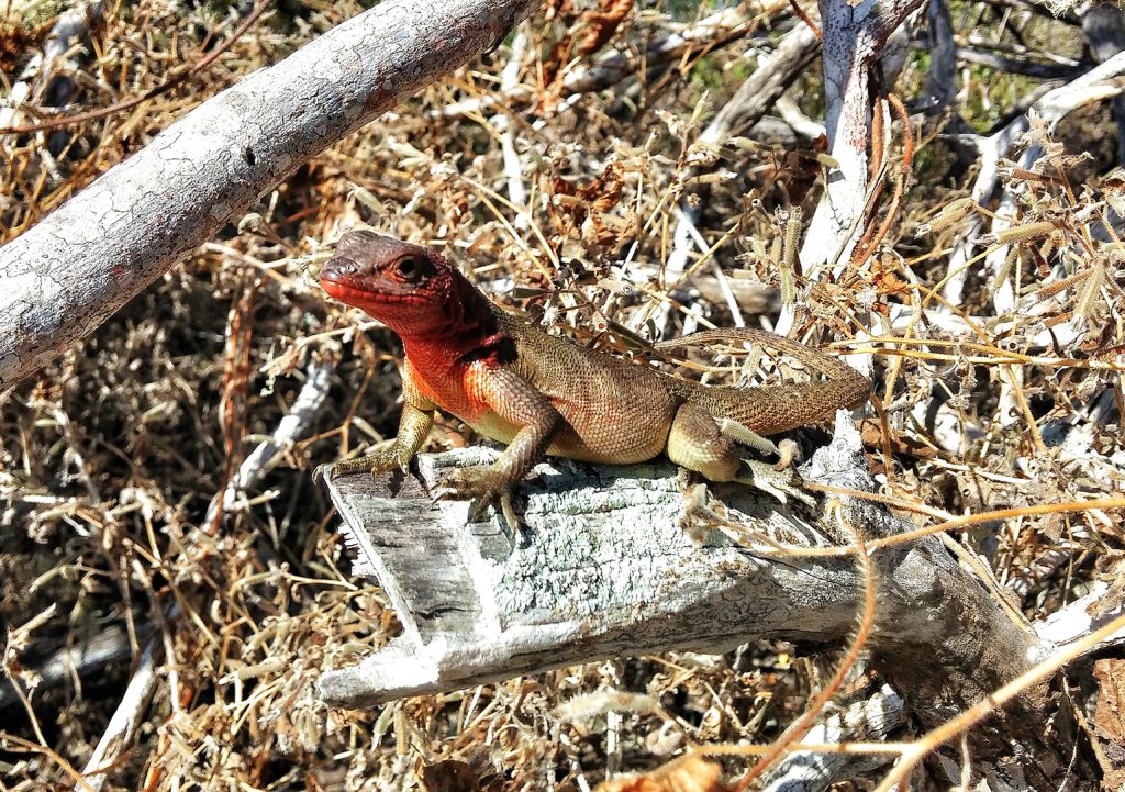 lava-lizards-endemic-treasures-galapagos