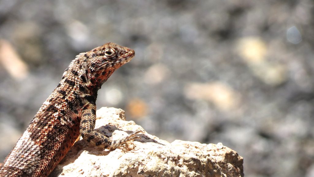 lava-lizards-endemic-treasures-galapagos
