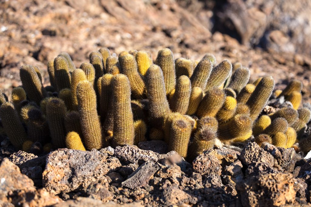 Discovering the Galápagos Cacti and Their Resilient Beauty