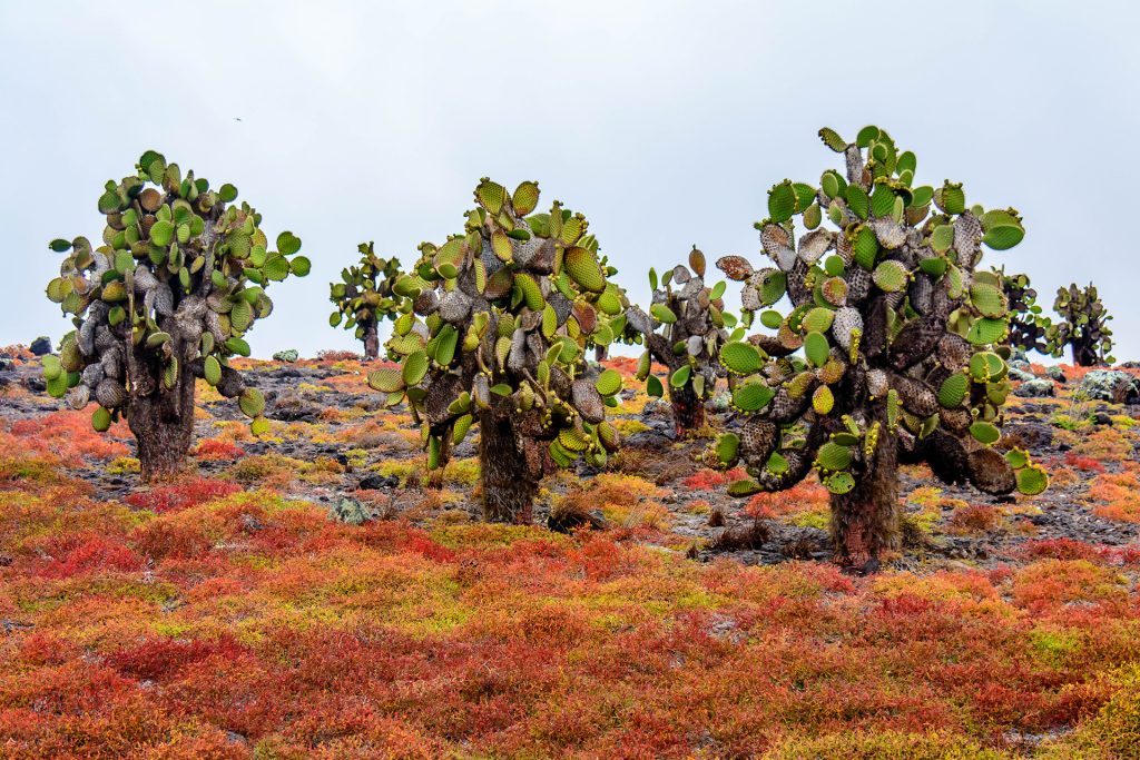 Discovering the Galápagos Cacti and Their Resilient Beauty
