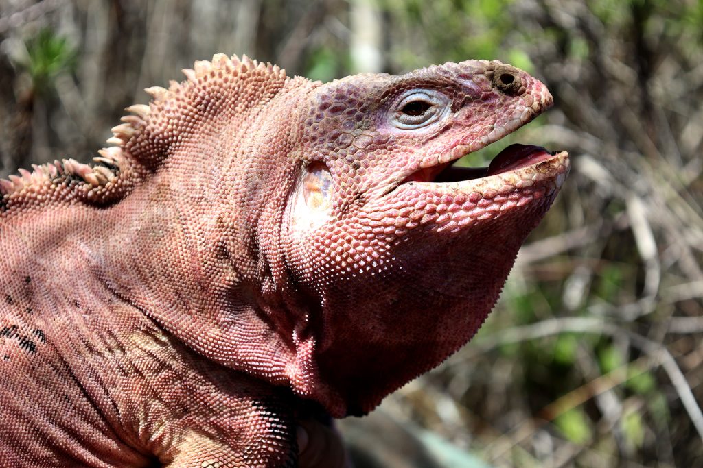 Galápagos National Park's 64-Year