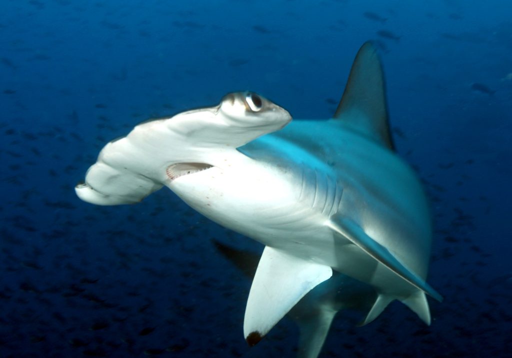 Shark Awareness Day: Protecting the Guardians of Our Oceans