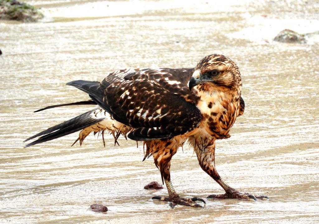 The Galápagos Hawk