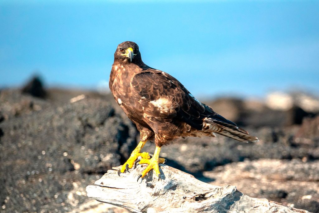 The Galápagos Hawk