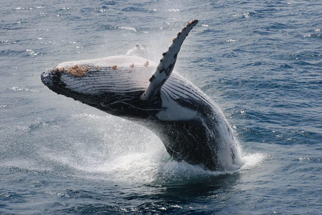 The Importance of Galápagos' Marine and Terrestrial Ecosystems