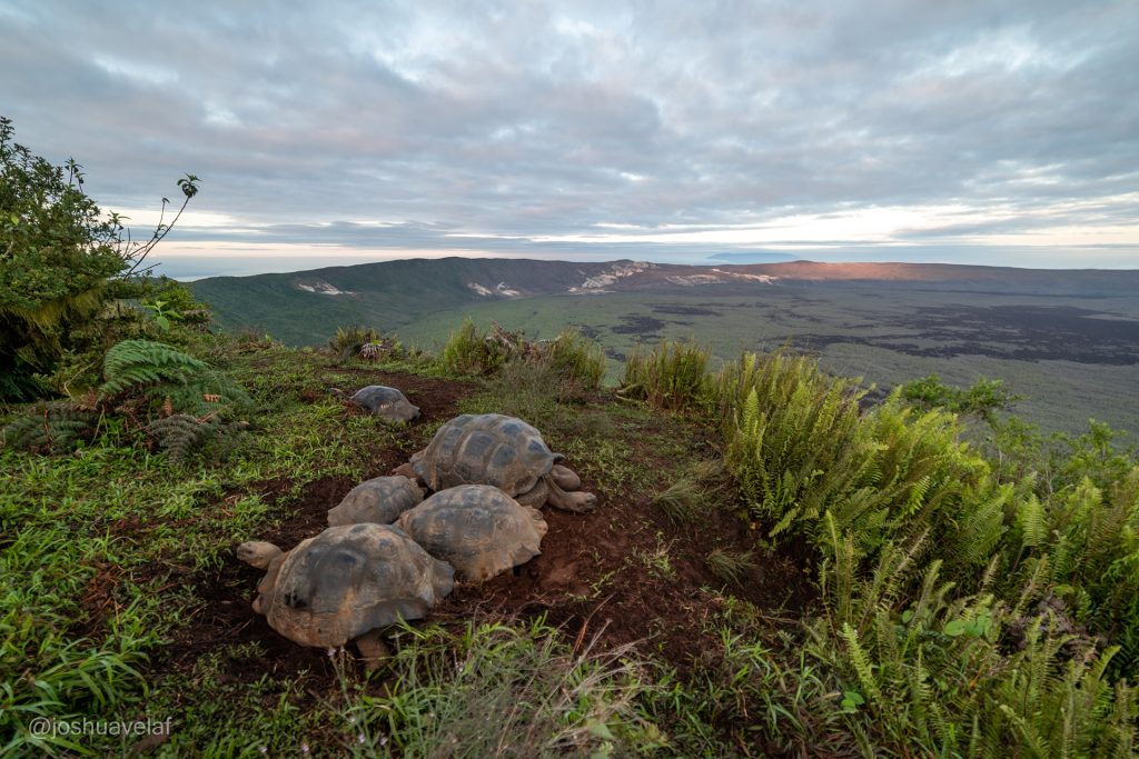The Importance of Galápagos' Marine and Terrestrial Ecosystems