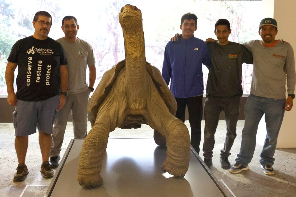 How the Legacy of Lonesome George Can Help Galápagos Giant Tortoises