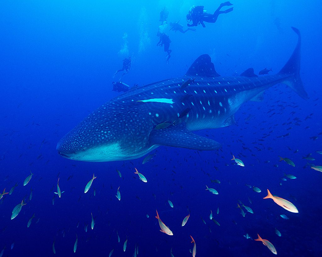 The Enigma Beneath the Waves: Protecting Whale Sharks in Galápagos