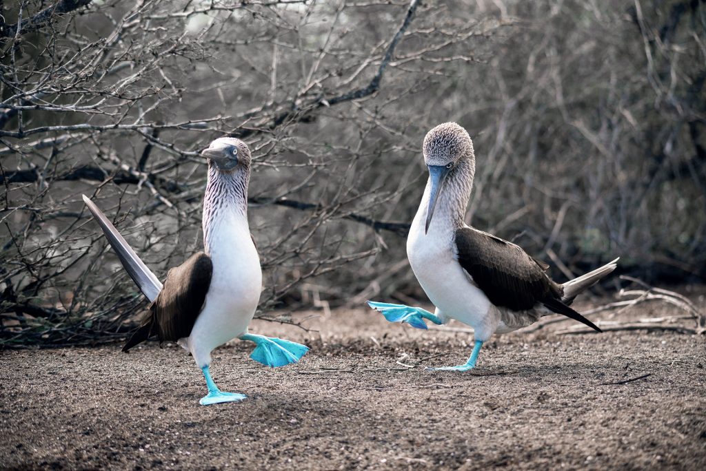 Galápagos Celebrates 45 Years as a Natural World Heritage Site