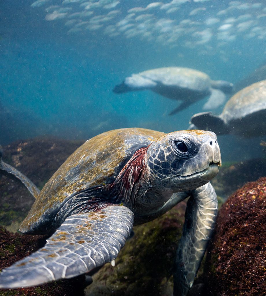 Galápagos Celebrates 45 Years as a Natural World Heritage Site