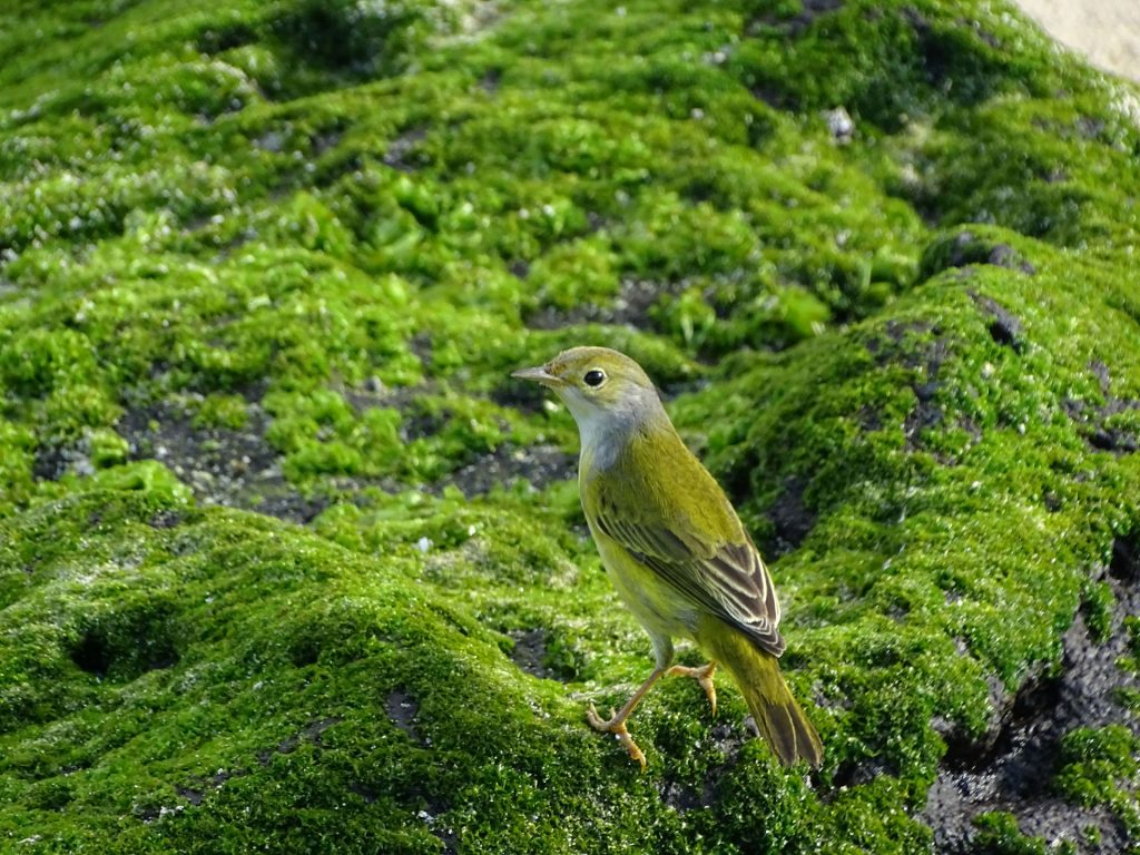 Insights From the Medium Tree Finch and Yellow Warbler in the Face of Nest Predation