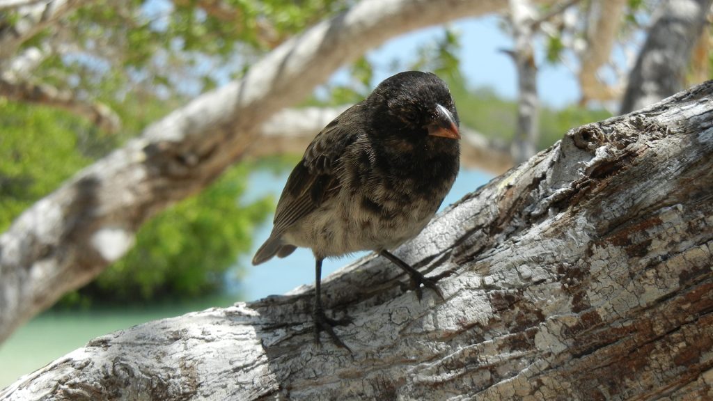 Insights From the Medium Tree Finch and Yellow Warbler in the Face of Nest Predation