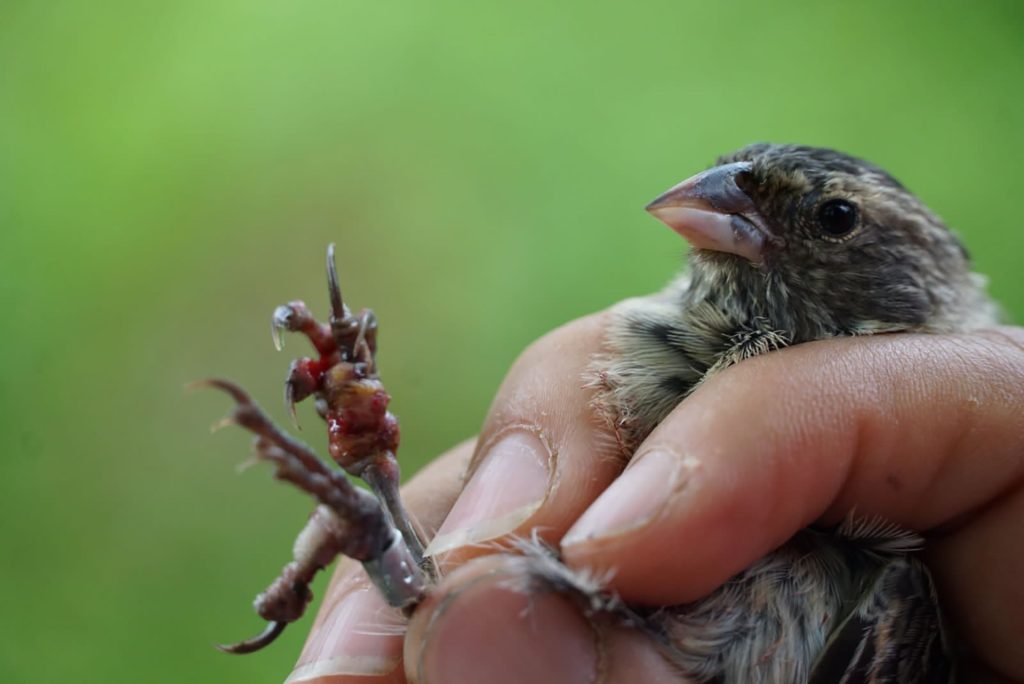 Insights From the Medium Tree Finch and Yellow Warbler in the Face of Nest Predation