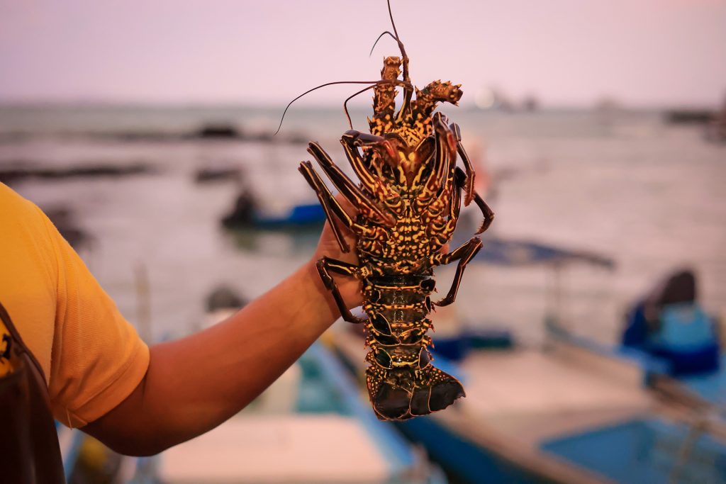 The Galápagos Lobster: A Gem of the Archipelago and Vital Signal of Marine Health