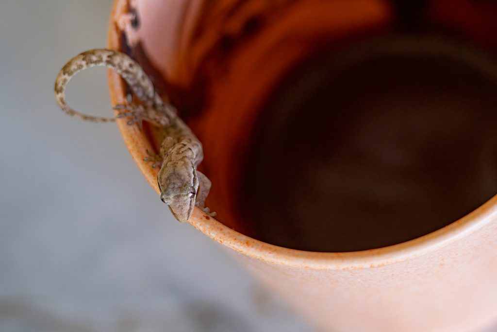 The Urgent Call To Conserve Galápagos' Endemic Geckos