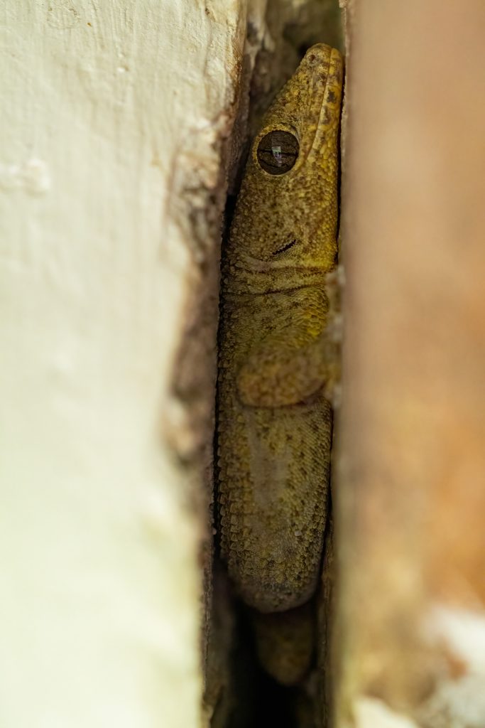 The Urgent Call To Conserve Galápagos' Endemic Geckos