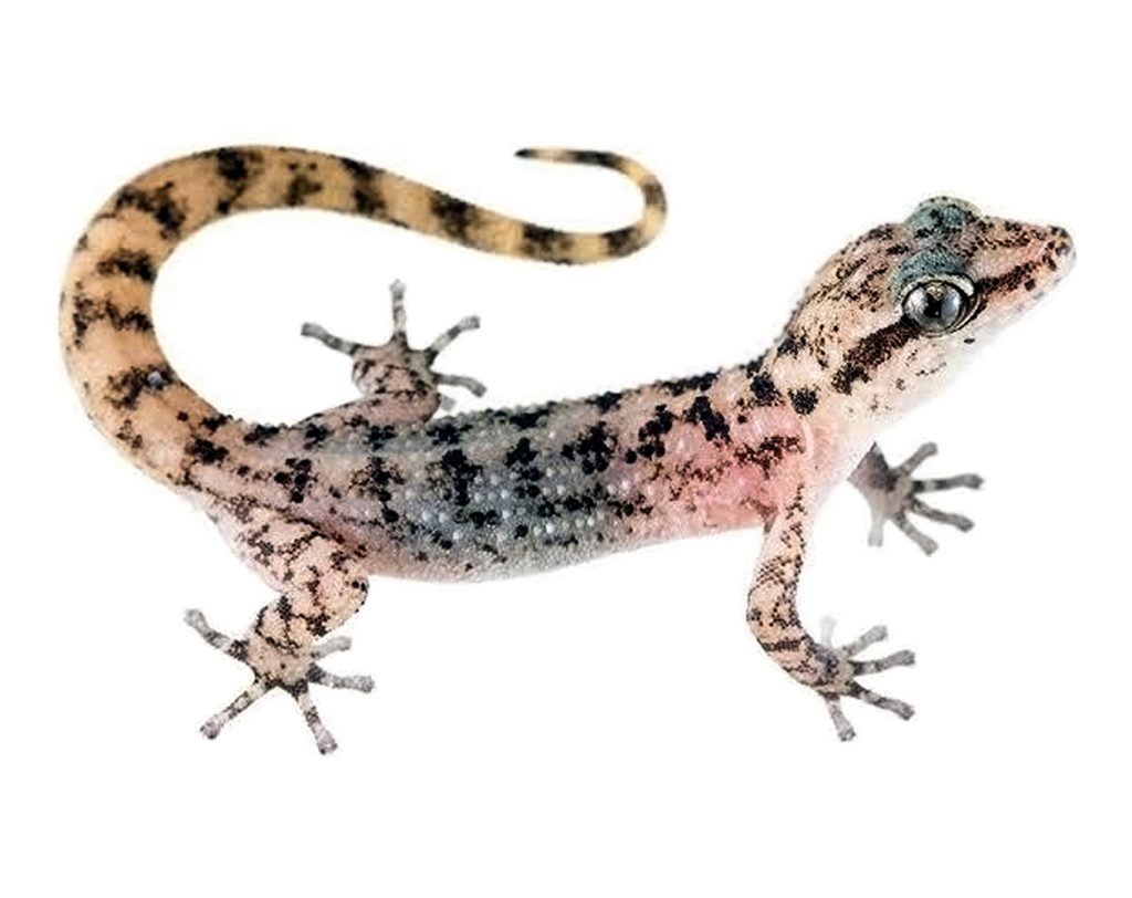 The Urgent Call To Conserve Galápagos' Endemic Geckos