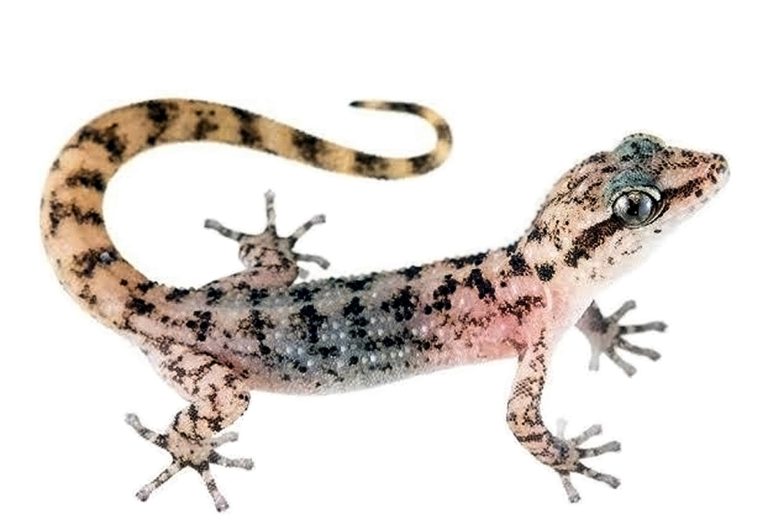 The Urgent Call To Conserve Galápagos' Endemic Geckos