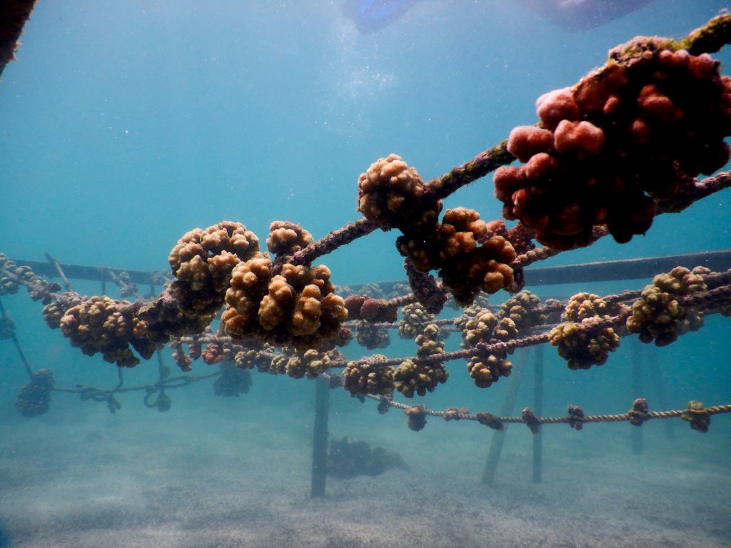 Meet the Woman Leading Coral Reef Conservation in Galápagos