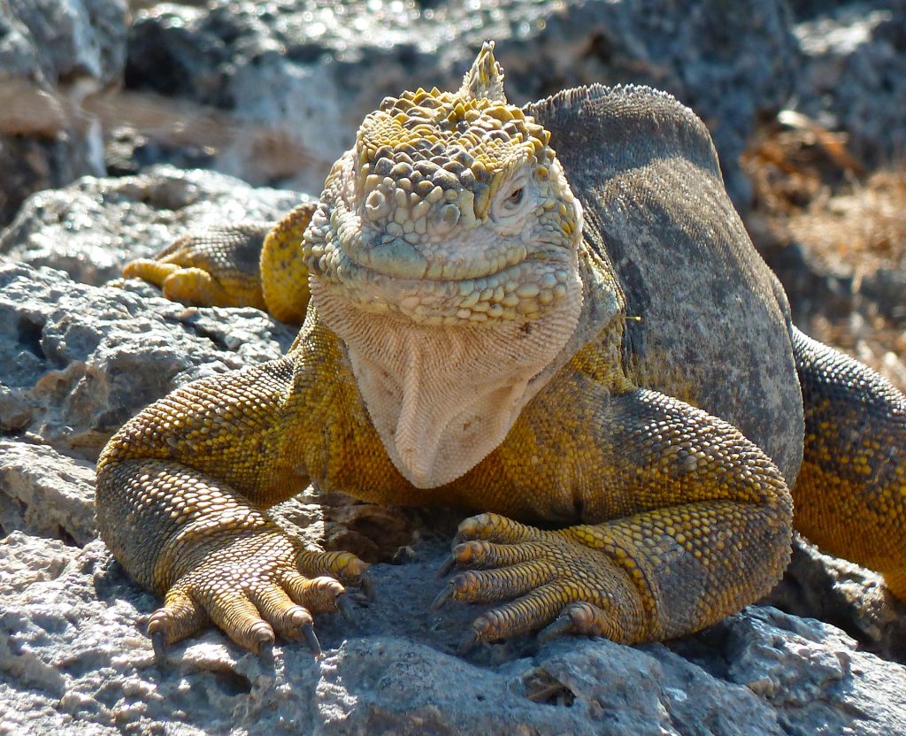 Yellow Land Iguanas: Three Island Populations Whose Futures Depend On One Another