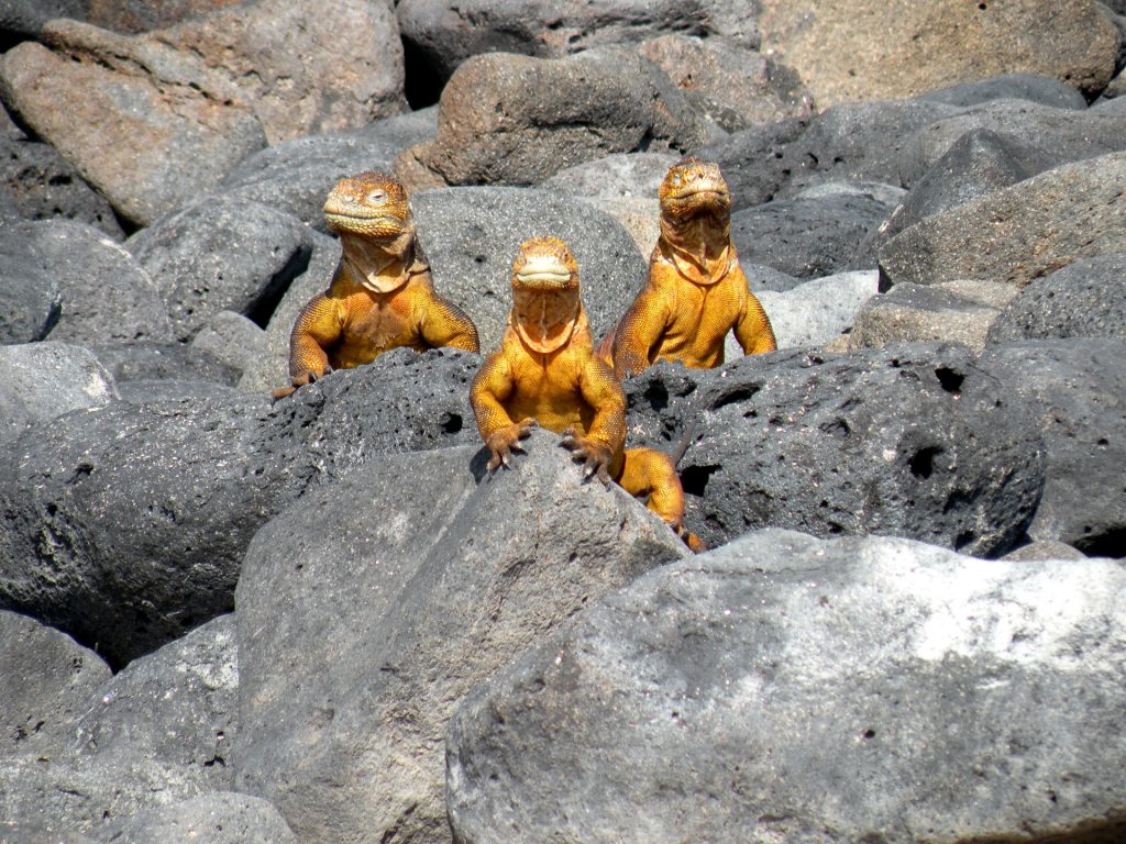 Yellow Land Iguanas: Three Island Populations Whose Futures Depend On One Another