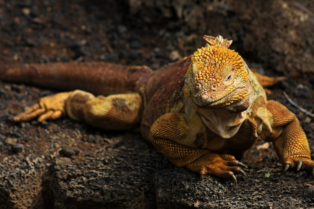 Yellow Land Iguanas: Three Island Populations Whose Futures Depend On One Another