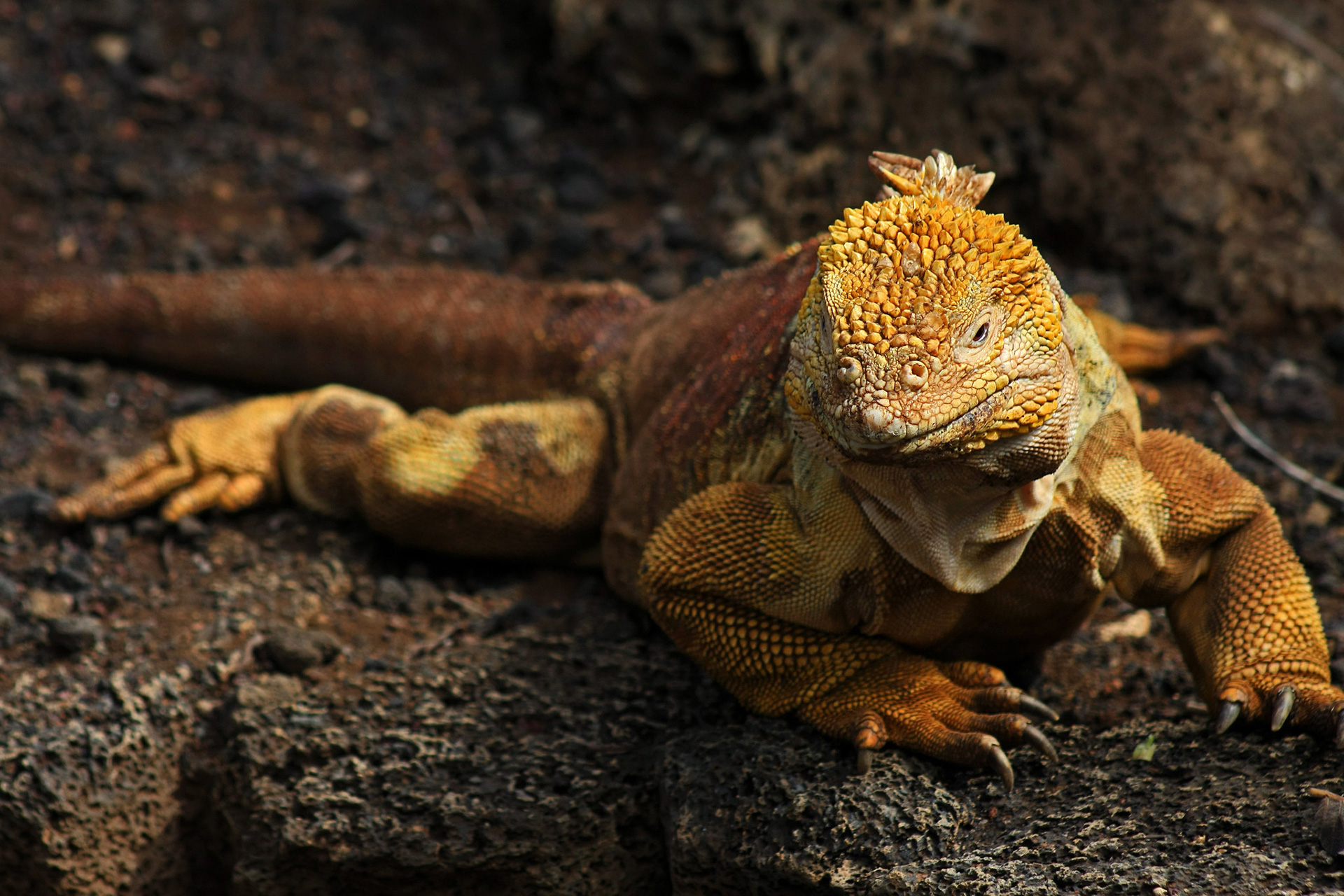 Yellow Land Iguanas: Three Island Populations Whose Futures Depend On One  Another | Galápagos Conservancy