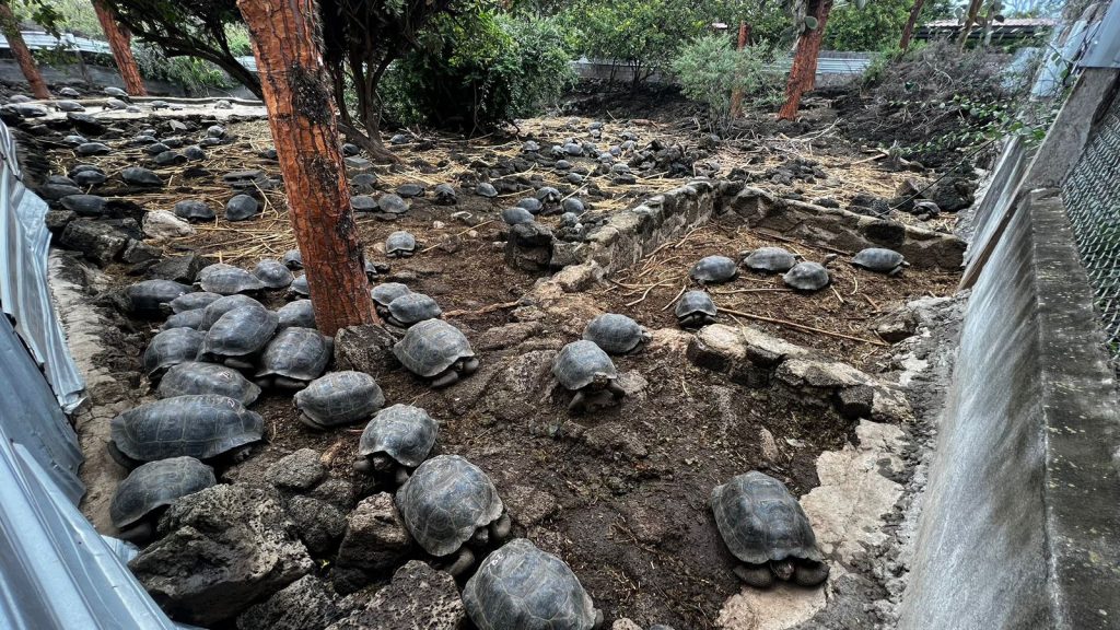 Ecuador's Ambitious Ecological Restoration in Galápagos