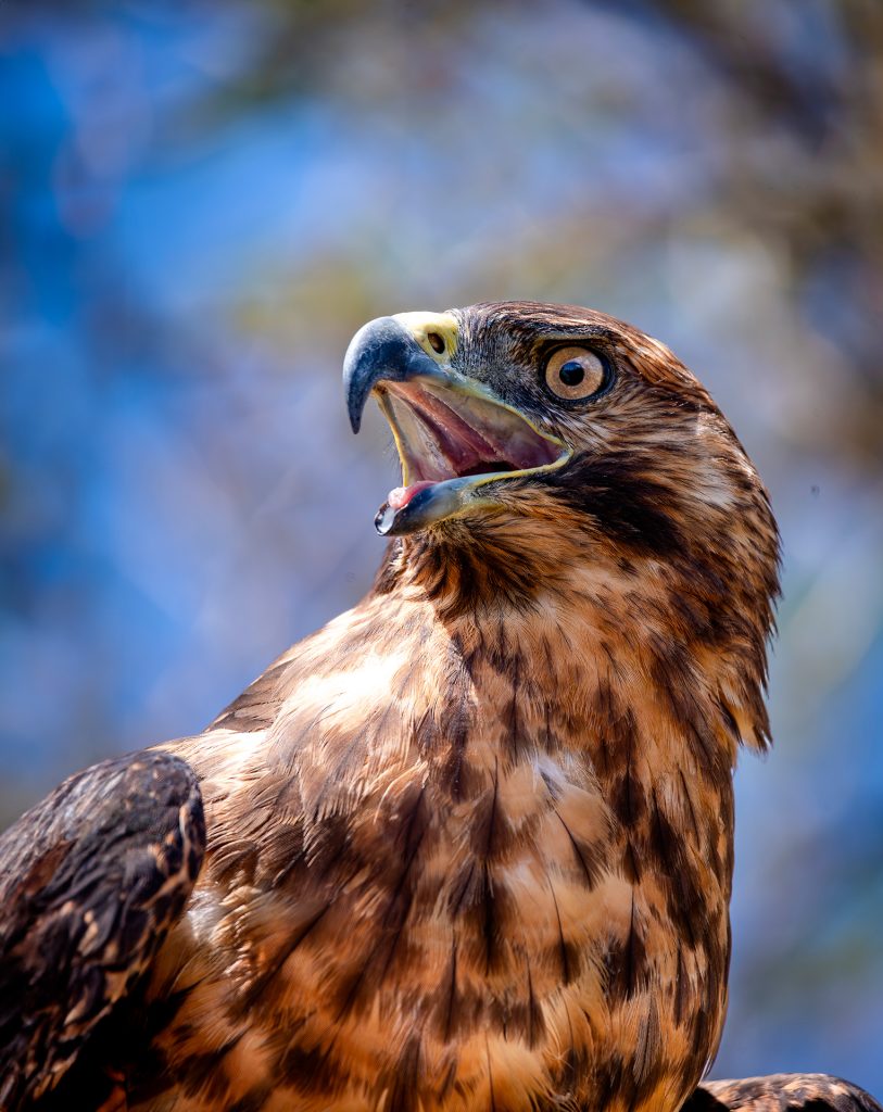 Ecuador's Ambitious Ecological Restoration in Galápagos