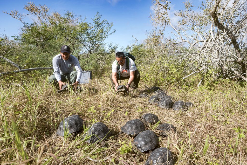 Update: Española Giant Tortoise Repatriation