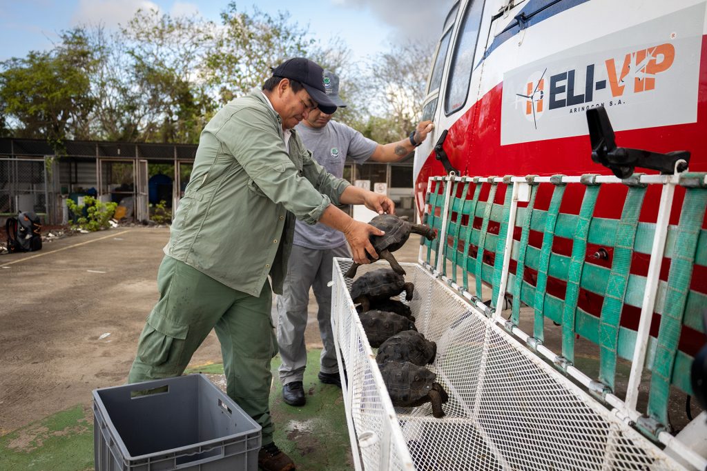 Update: Española Giant Tortoise Repatriation