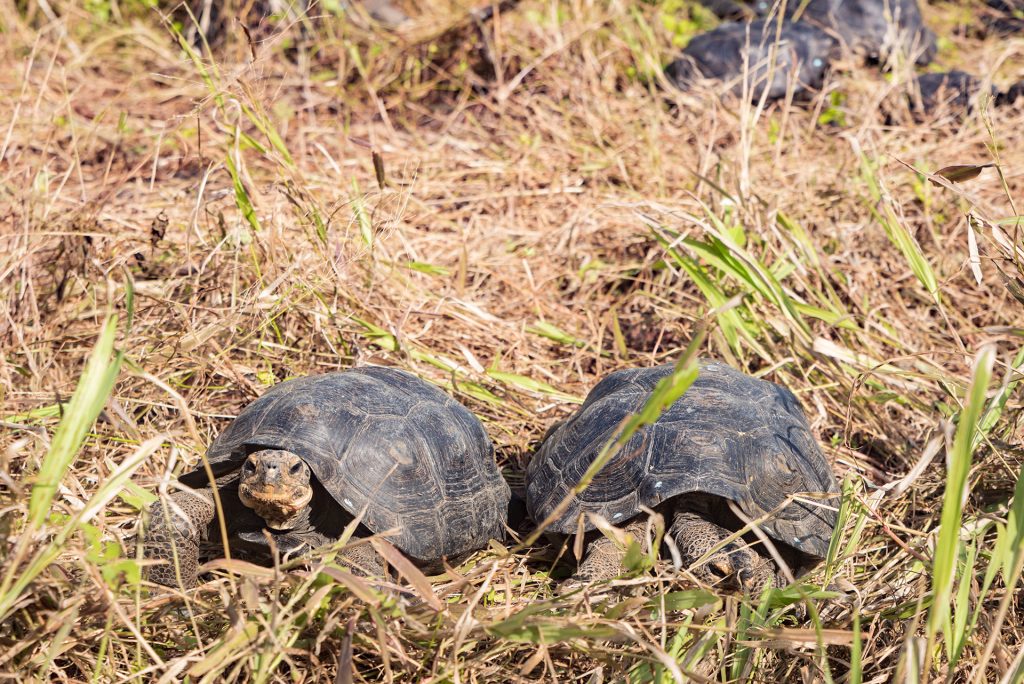 Update: Española Giant Tortoise Repatriation