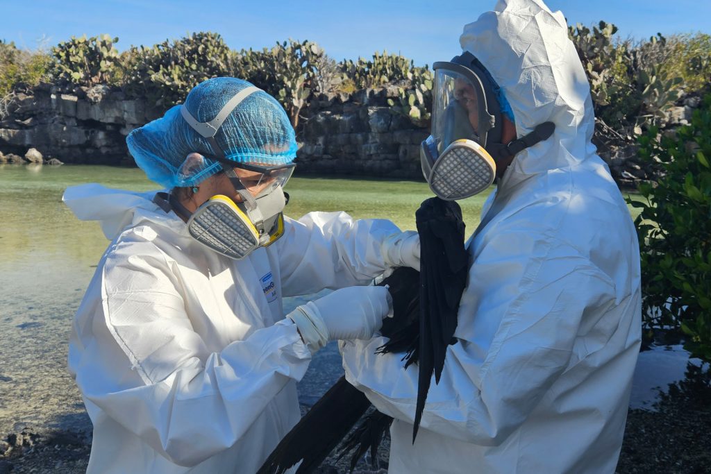 Acciones urgentes tomada en Galápagos para proteger la biodiversidad frente al arribo de la Influenza Aviar