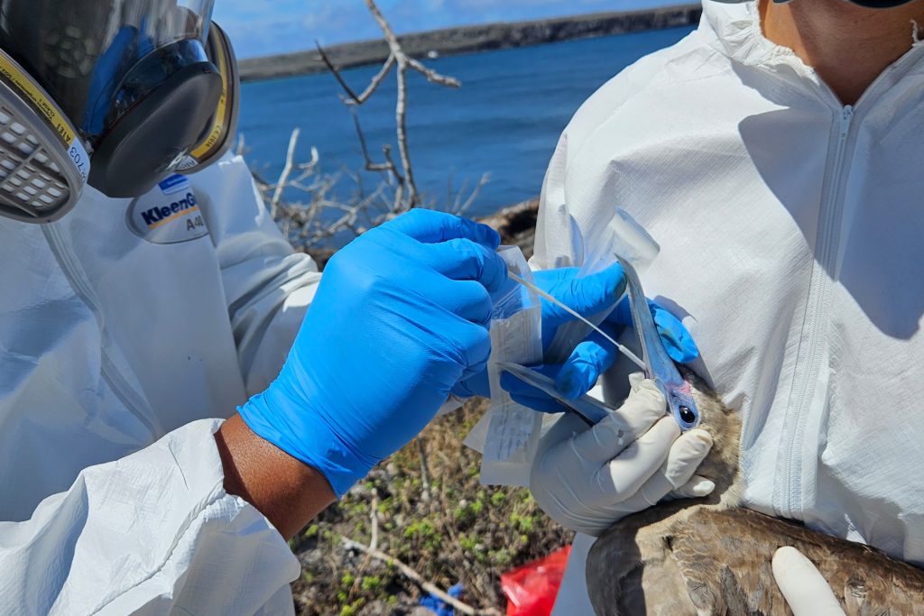 Acciones urgentes tomada en Galápagos para proteger la biodiversidad frente al arribo de la Influenza Aviar