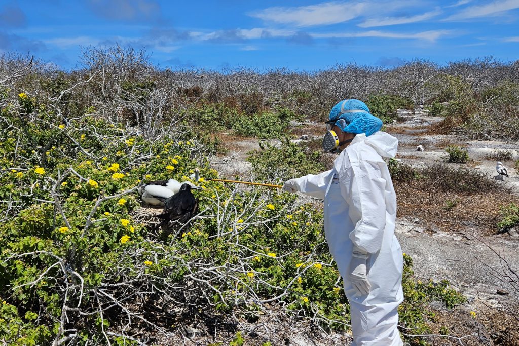 Acciones urgentes tomada en Galápagos para proteger la biodiversidad frente al arribo de la Influenza Aviar