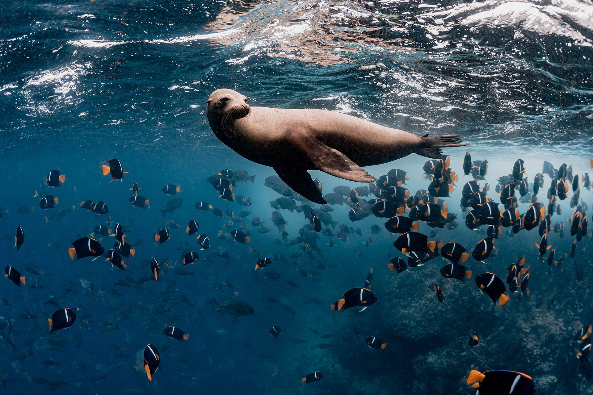 Saving The Seas A Community Effort To Conserve Marine Biodiversity 