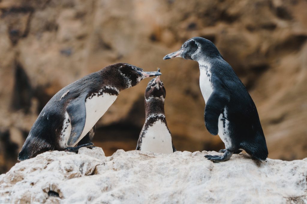 The Race To Save Galápagos' Endangered Species