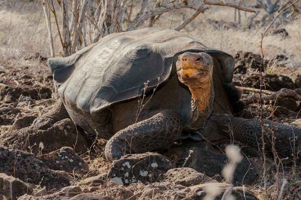 The Race To Save Galápagos' Endangered Species