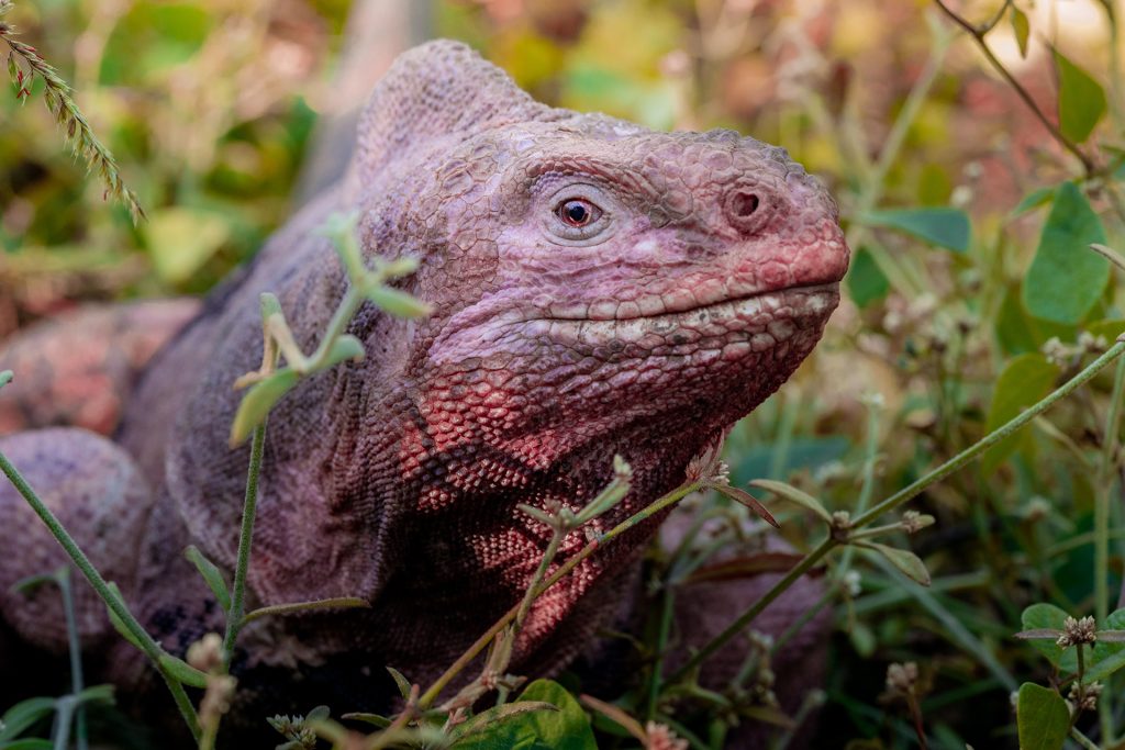 The Race To Save Galápagos' Endangered Species
