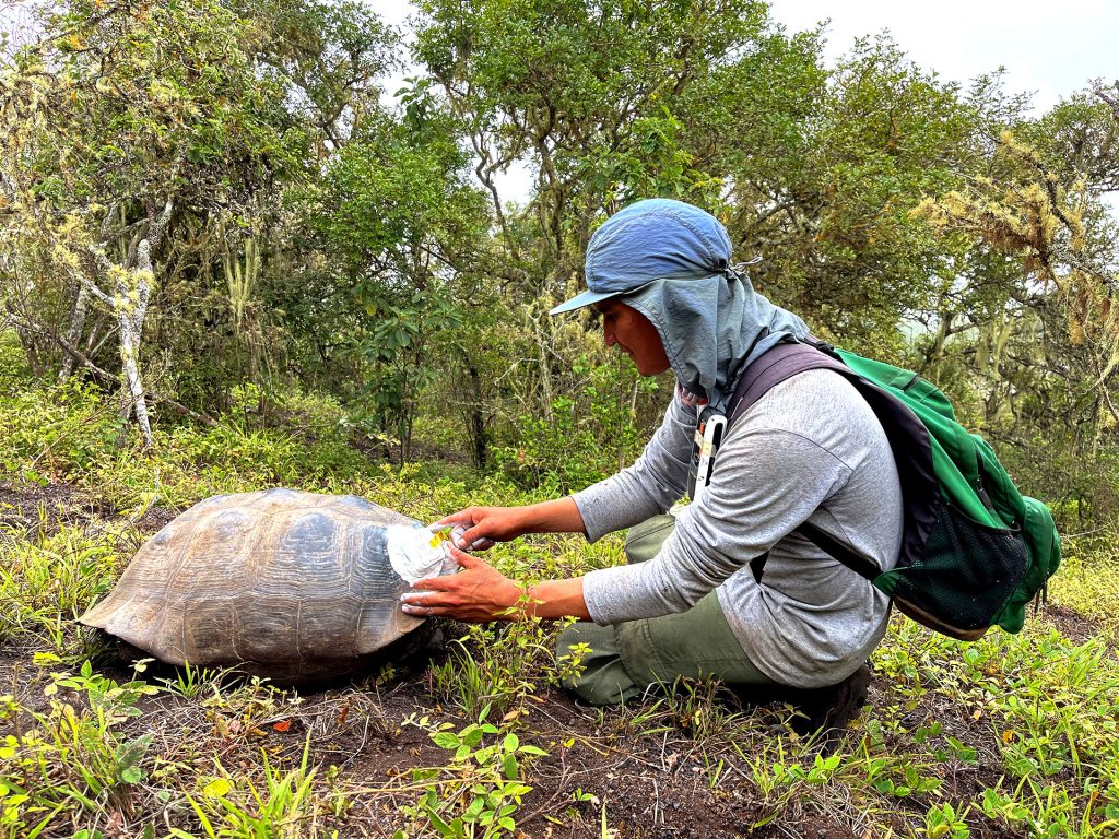 Deciphering the Secrets of Galápagos Giant Tortoises