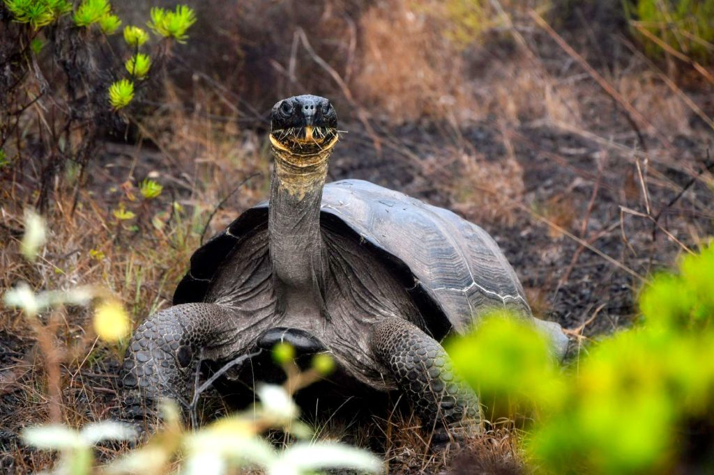 Deciphering the Secrets of Galápagos Giant Tortoises