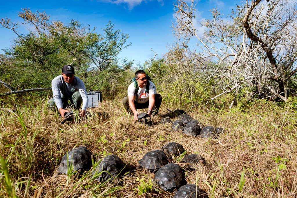 Guardianes de Española: Expediciones de Conservación en las Islas Galápagos