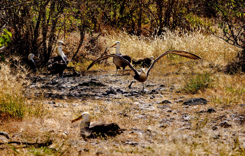 Guardianes de Española: Expediciones de Conservación en las Islas Galápagos