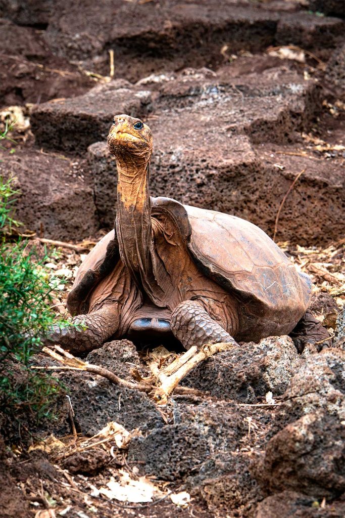 Versos de Esperanza: Un Cuento sobre la tortuga Fernanda