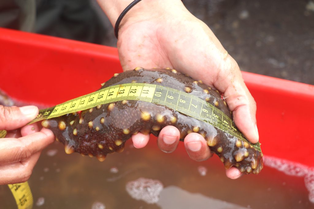 Balance and Sustainability in the Sea Cucumber Fishery of Galápagos