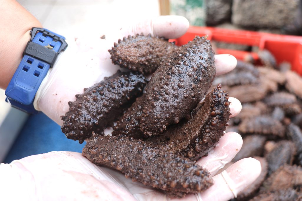 Balance and Sustainability in the Sea Cucumber Fishery of Galápagos