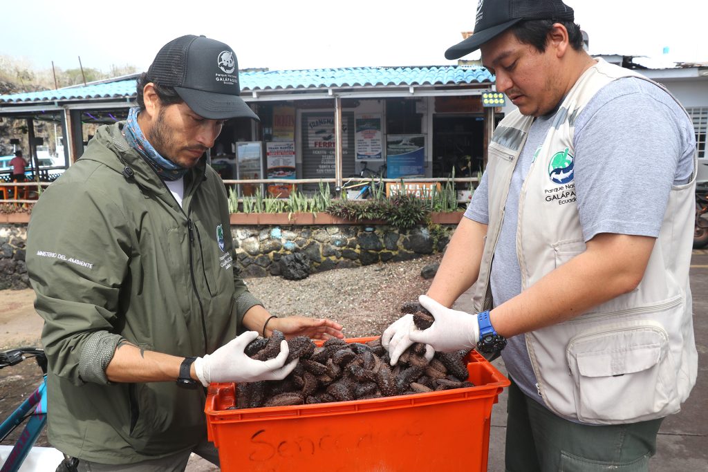 Equilibrio y Sostenibilidad Detrás de la Pesquería del Pepino de Mar en Galápagos
