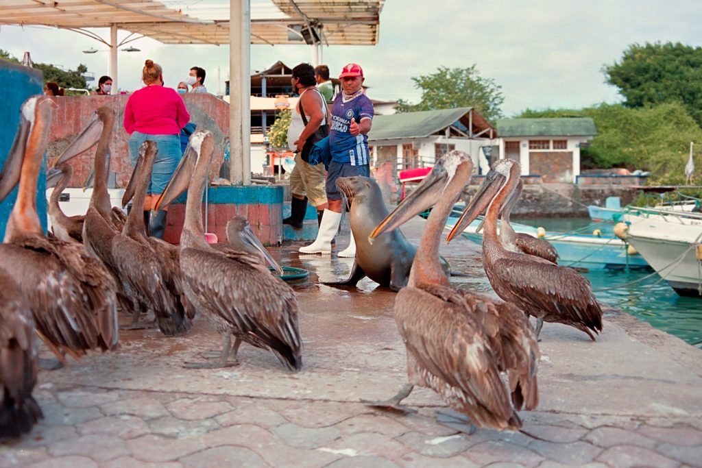 Fostering Conservation: Empowering the Galápagos Islands Through Community Engagement