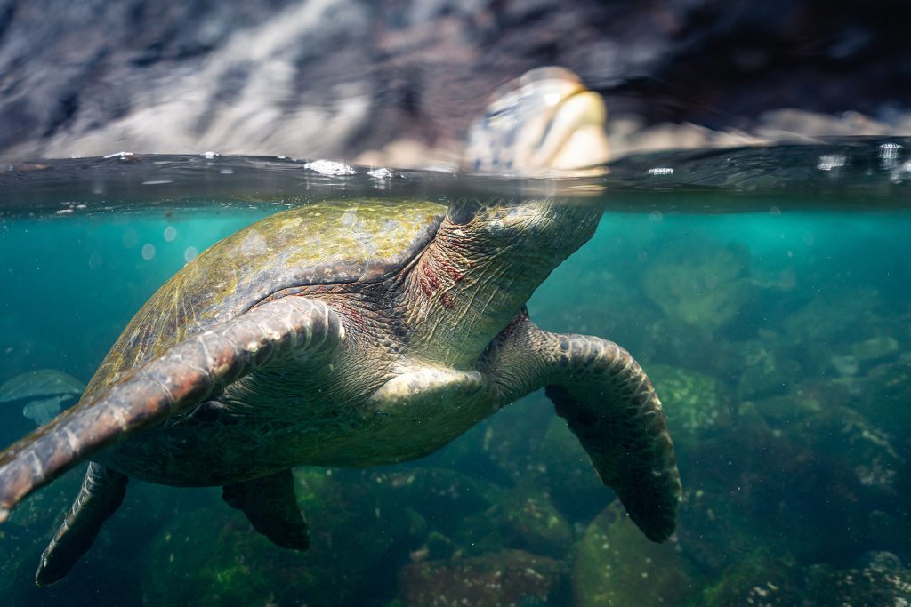 Galápagos en Transformación: Cómo El Niño Está Remodelando los Ecosistemas de las Islas