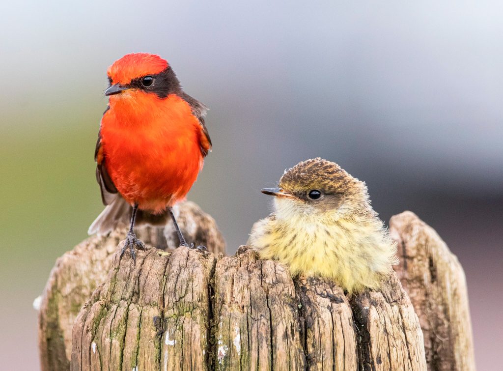 One species of Vermillion flycatcher in Galápagos appears extinct. Does the same fate await another?